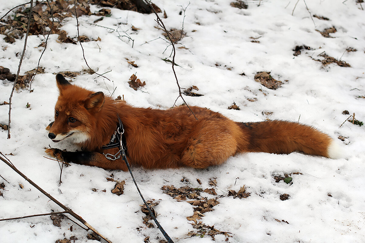 Сколько лет живут лисы. Домашняя лиса. Фотосессия с живой лисицей. У лиса Новосибирск на народной. У лисы длинные или короткие ноги.
