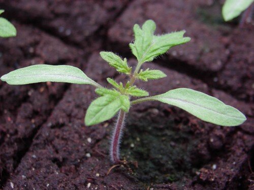 Расстала томатов в фазе двух настоящих листиков