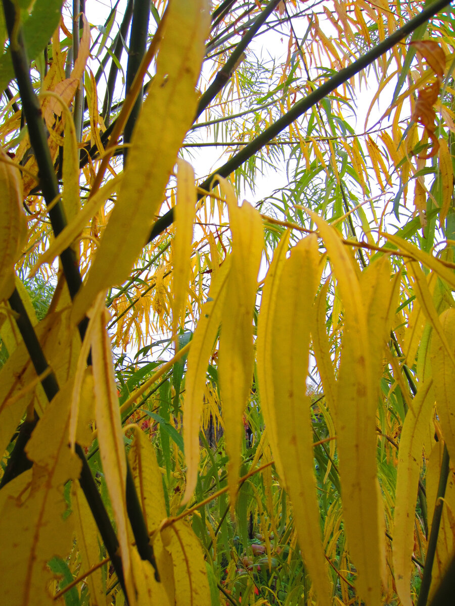 Как выглядит лист ивы осенью File:Salix fragilis 02  Wikimedia Commons
