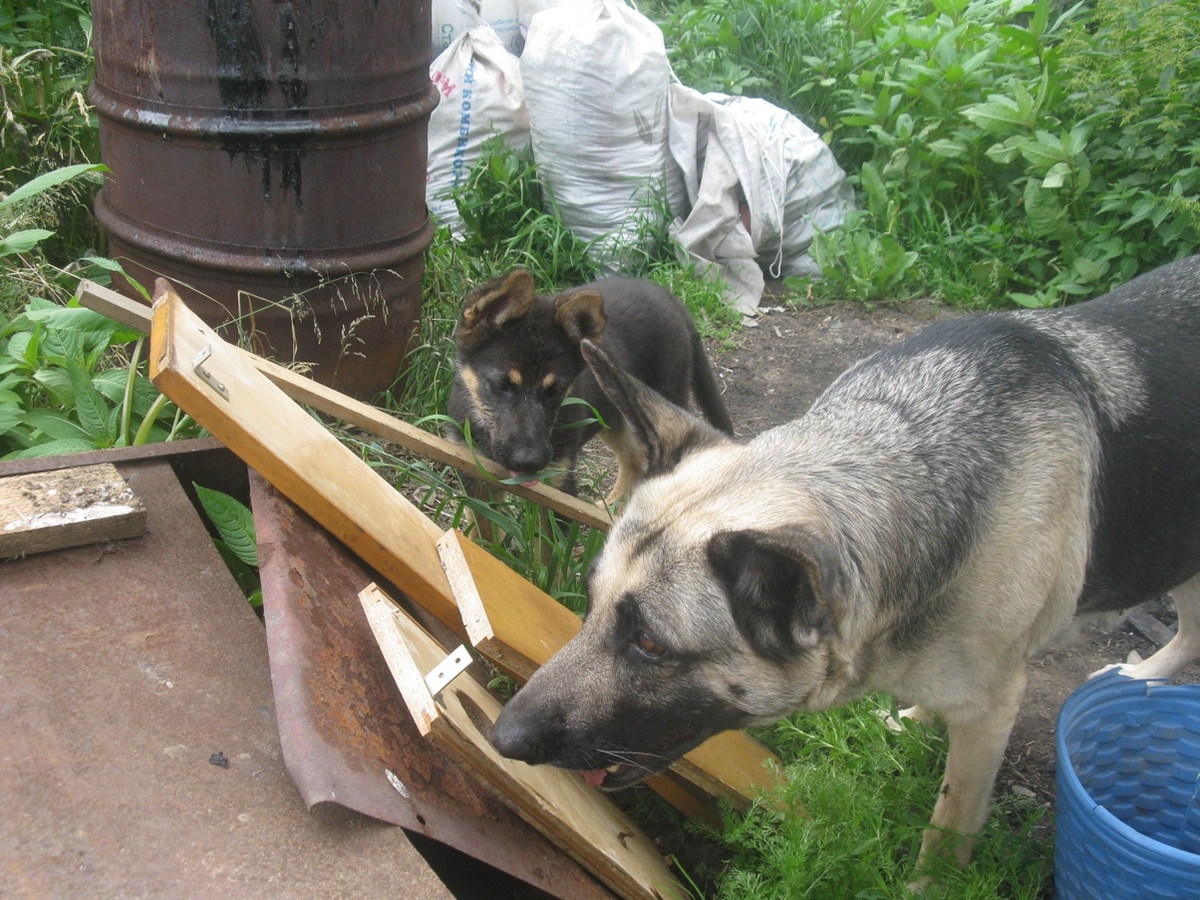 Райда и Бонни.