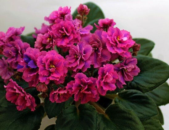 Королева Сабрина