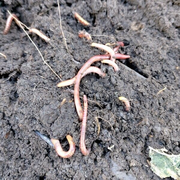 Червяков корень. Почвенные черви нематоды.