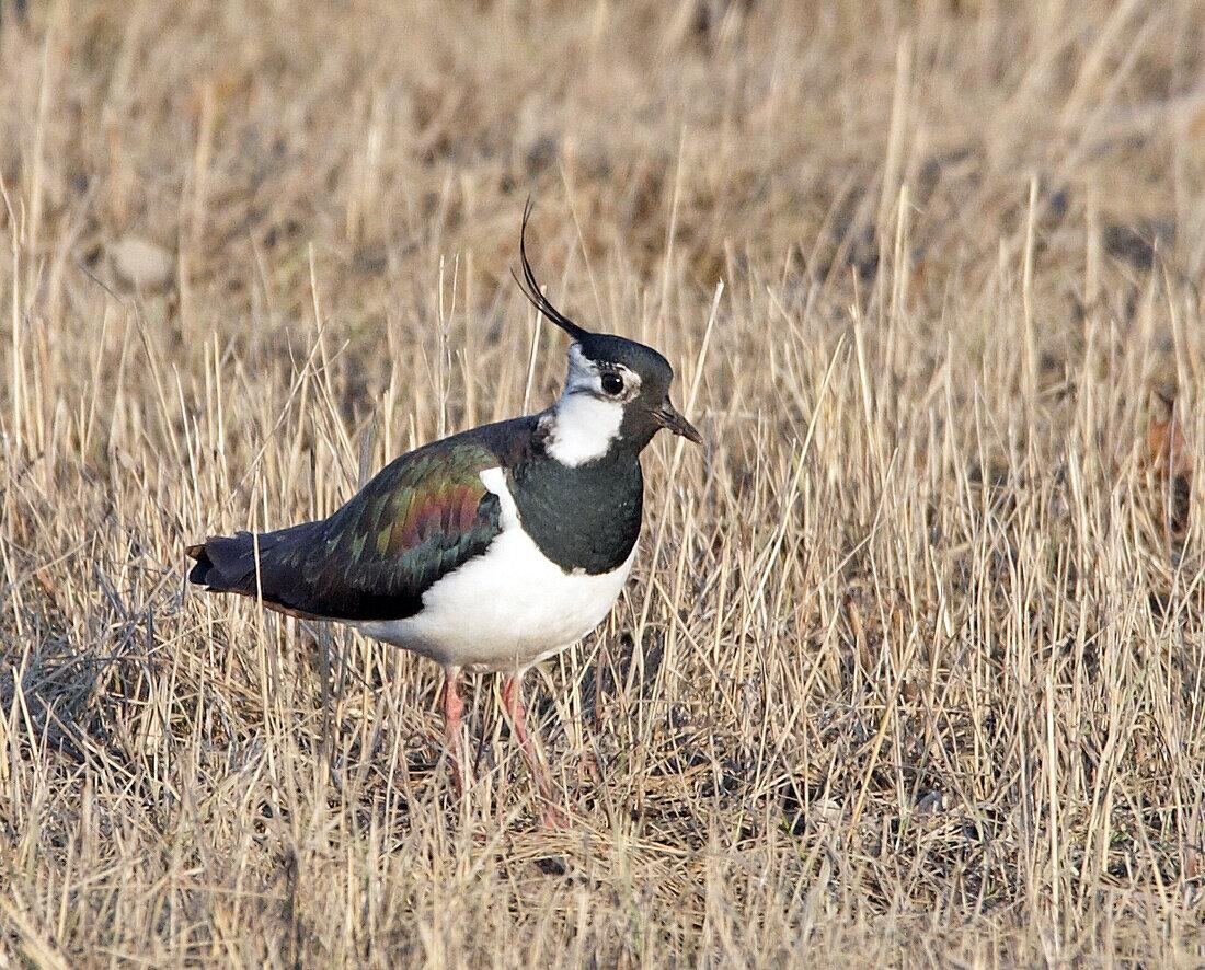 9 апреля - день Матрены Настовицы
