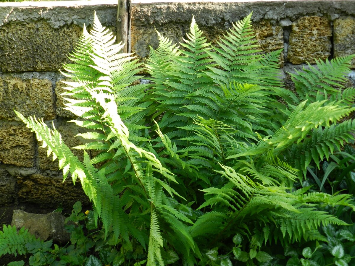 Кочедыжник женский Пиктум: купить саженцы Athyrium niponicum pictum в Москве по цене ₽