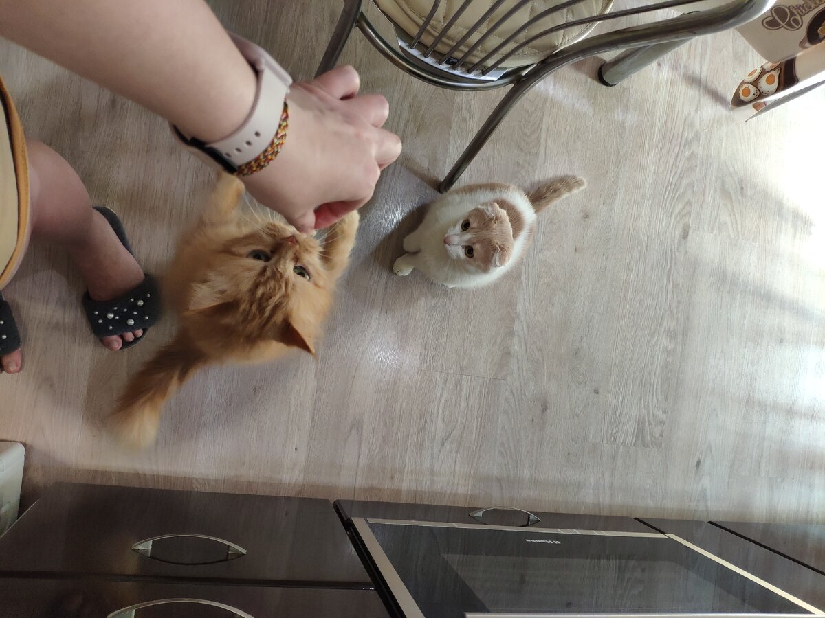 А вот два прекрасных дармоеда, которые всеми силами пытаются выцыганить у меня кусочек мяса))