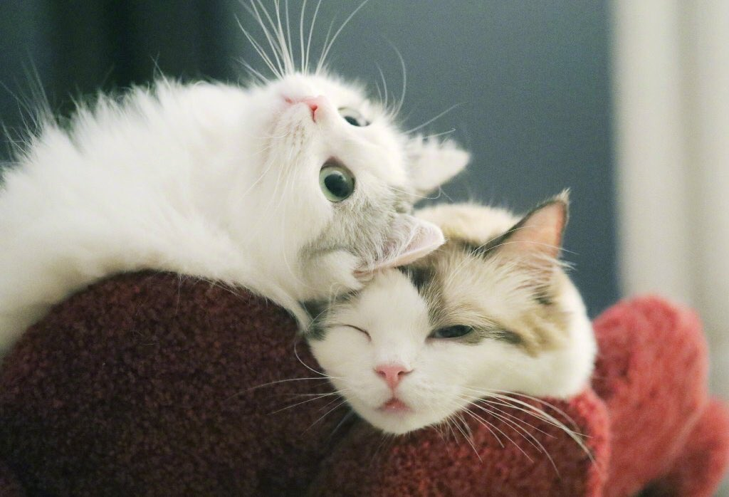 Милота милейшая. Милые коты. Милый котик. Котики милота. Котики обнимаются.