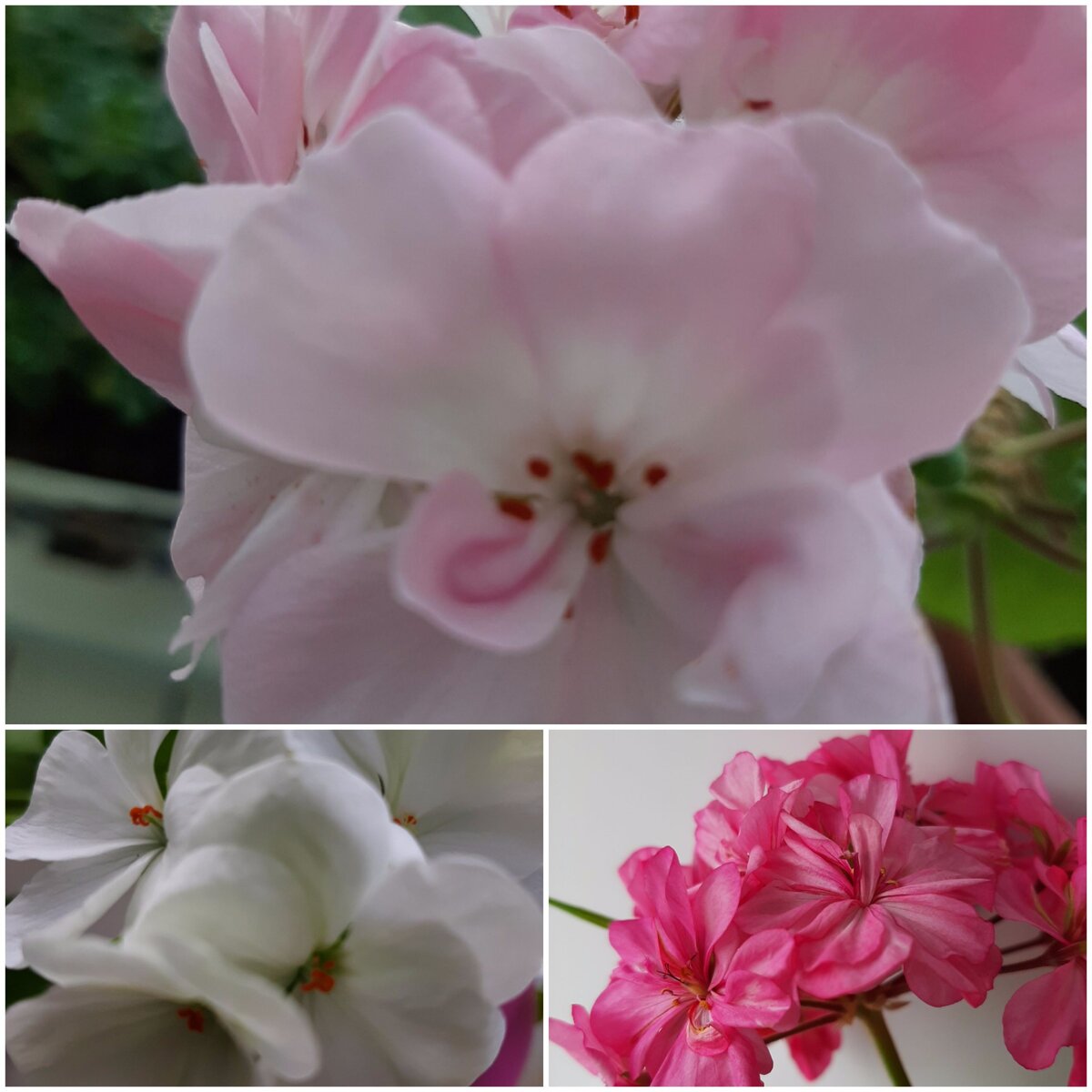 Герань такая разнообразная по колоритная. Фото автора статьи. 