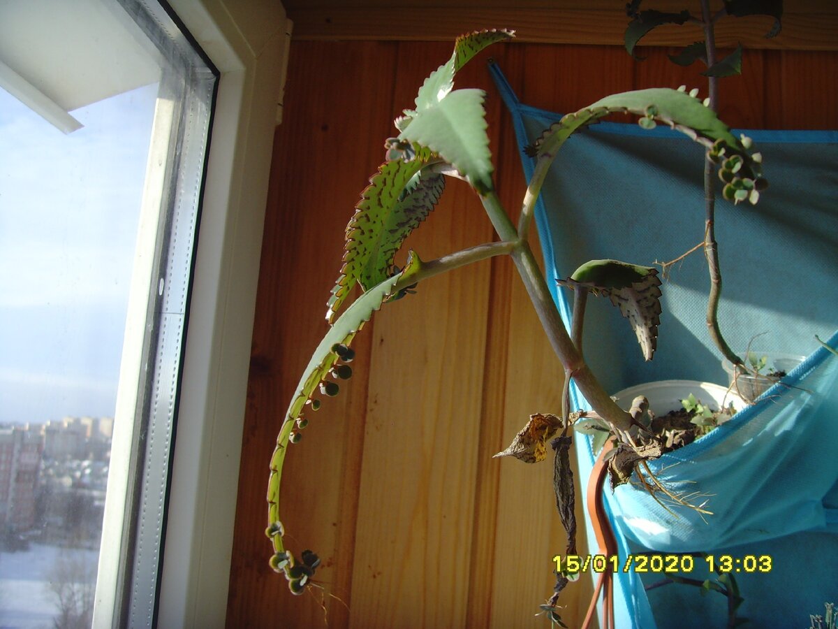 каланхоэ лечебное из детства вот!))  