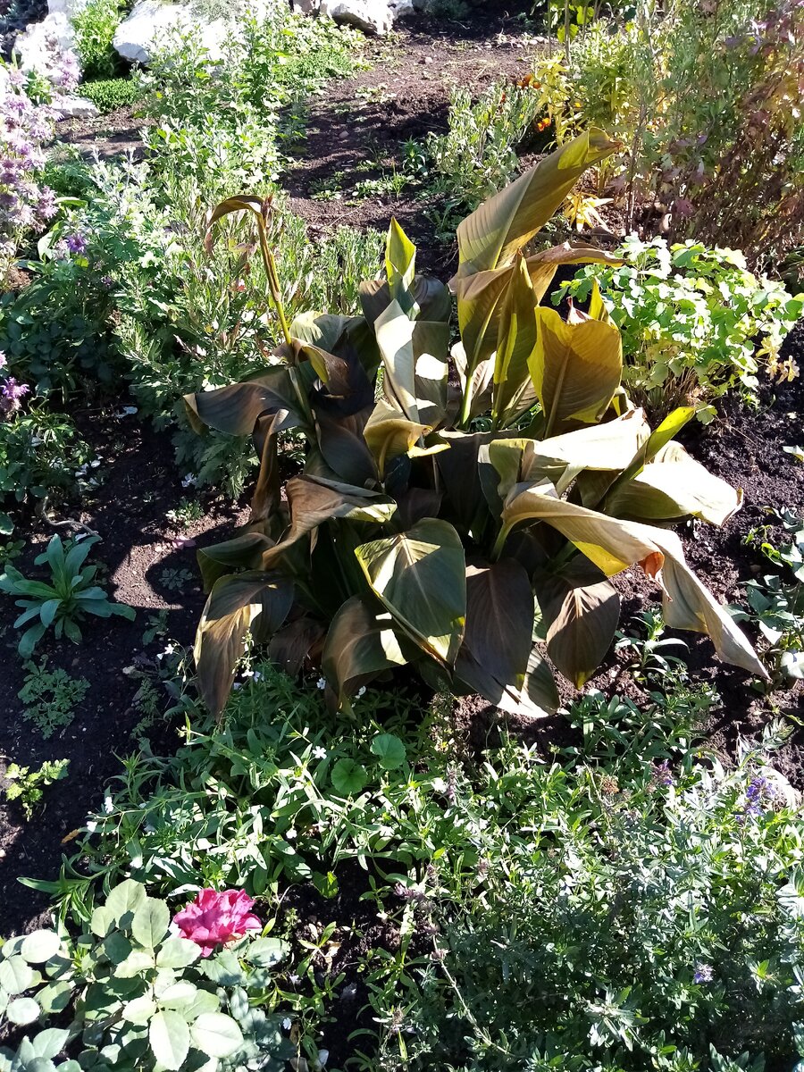 Канна после минус 2