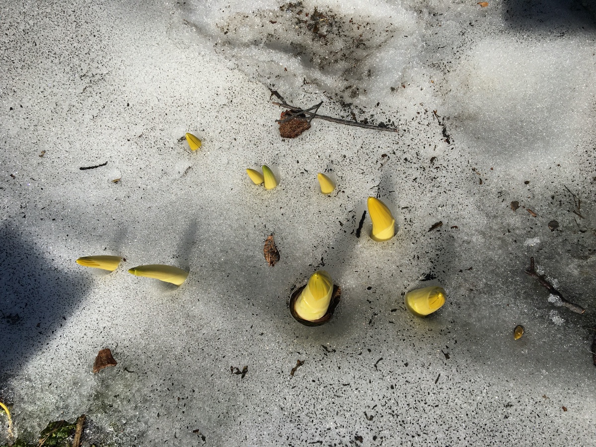 Даже под снегом растут подснежники! Даже когда вам кажется, что всё потеряно, на самом деле изобилие благ еще впереди. Ваши мысли могут то, о чём вы даже не мечтали! 