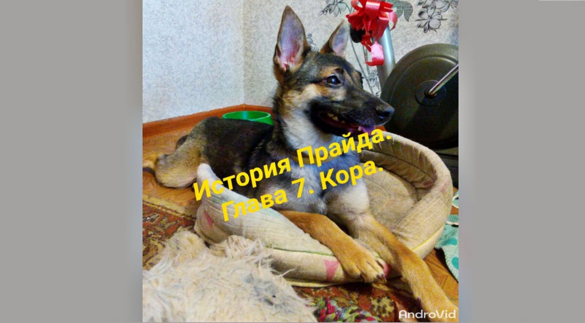 1. Кора, первые дни Дома.