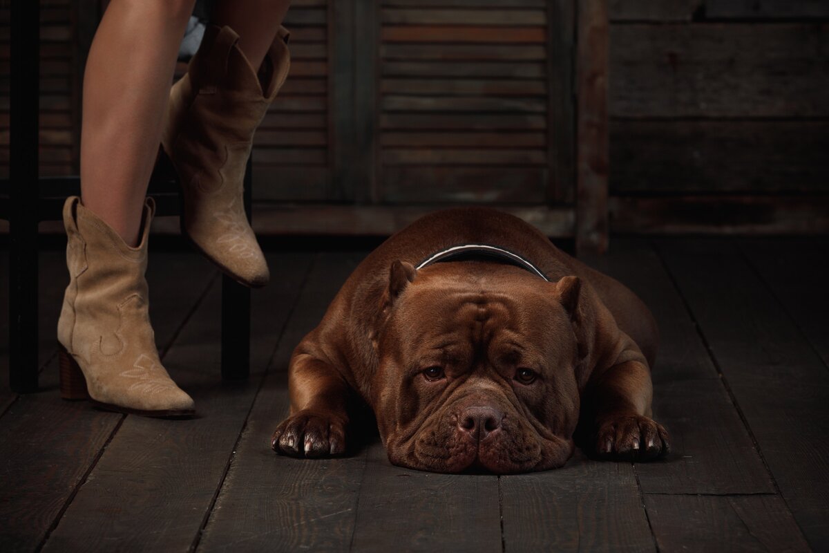 Американский Булли Честер 