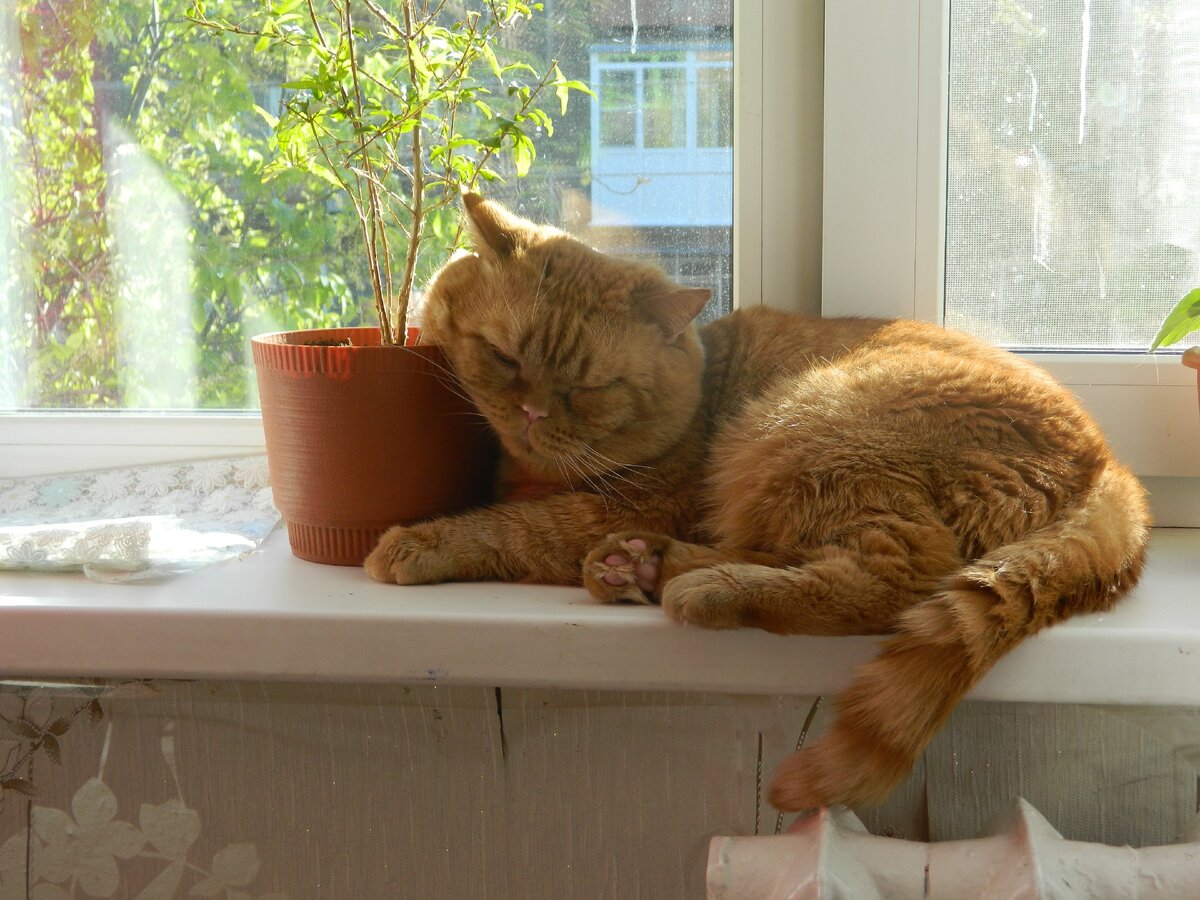 И он всегда эти щечки куда-нибудь старается пристроить