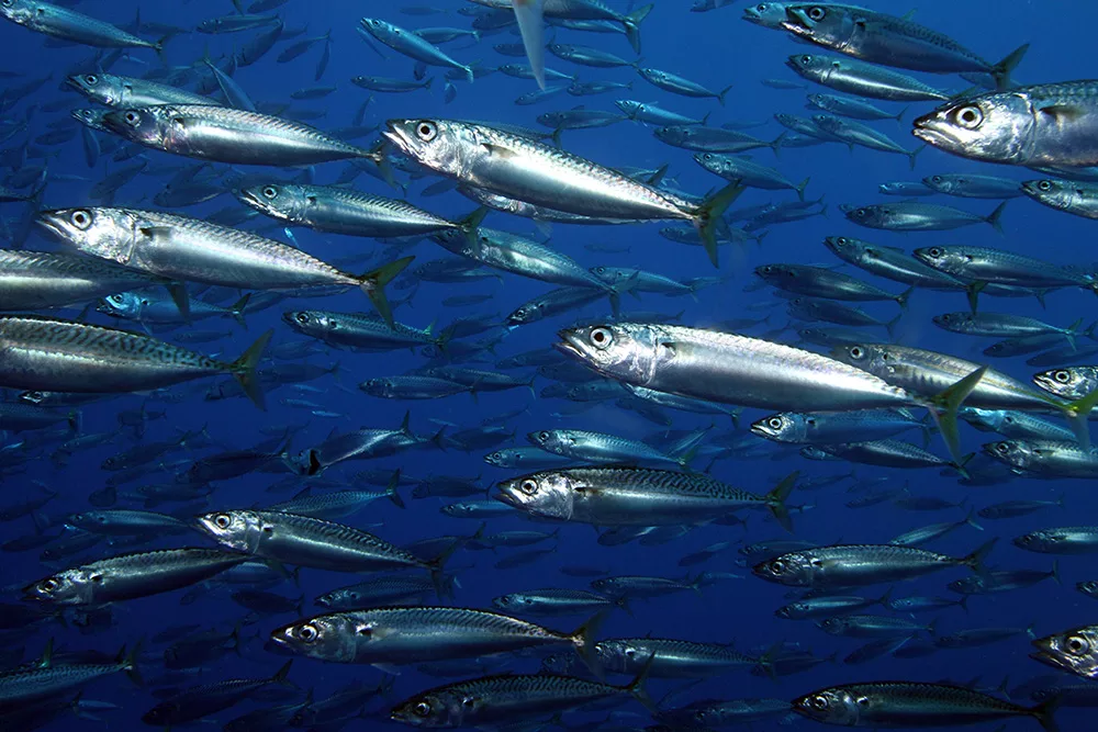 Самый богатый источник Омега-3 в сардине .