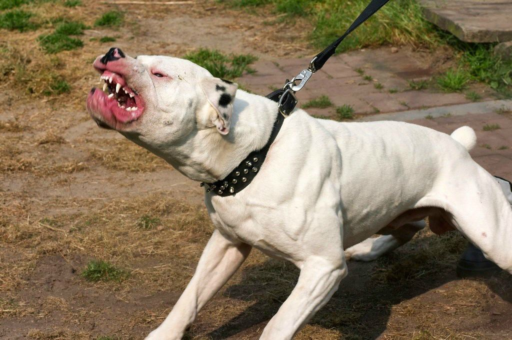 Dogo argentino Angry. Питбуль мертвая хватка. Ирландский питбуль мастиф. Бультерьер злой Бойцовский.