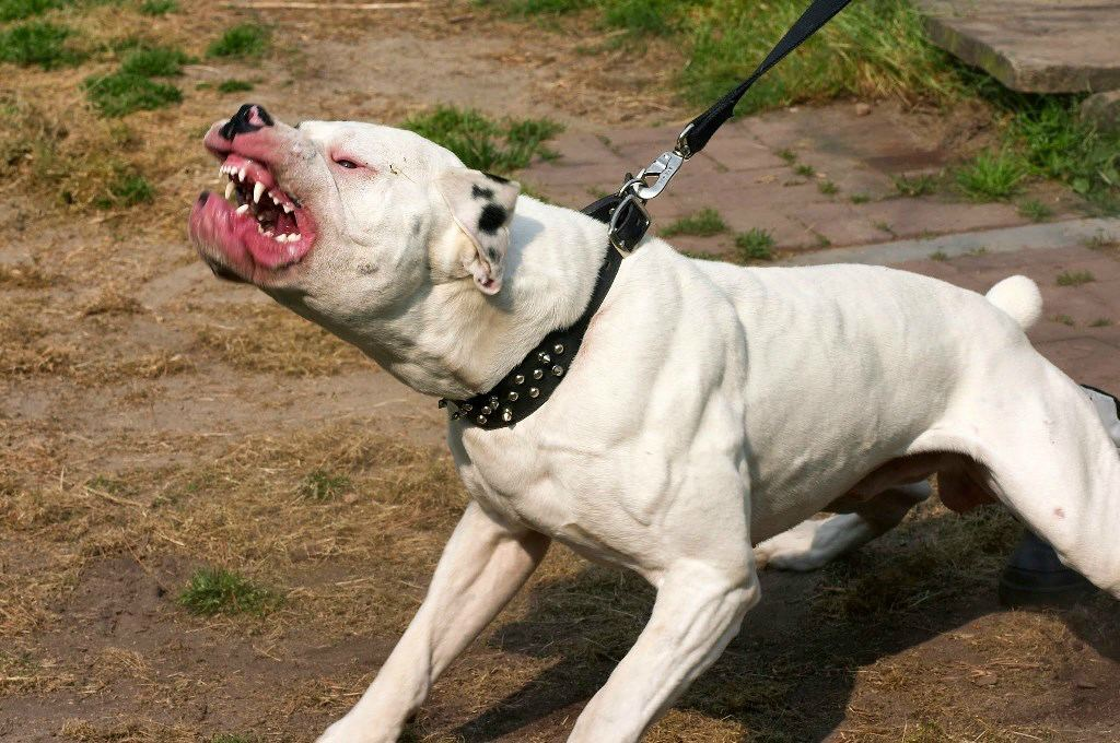 Собака питбуль (фото) - благородный лев в собачьей шкуре