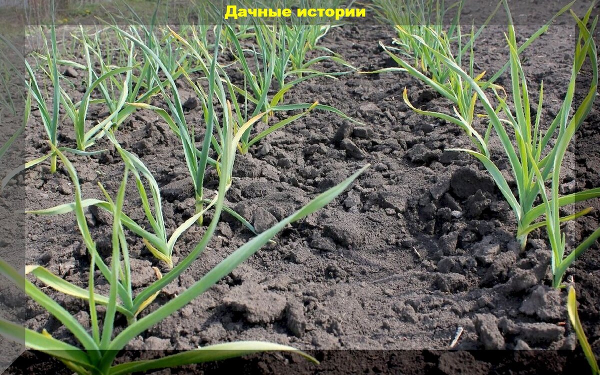 Чем можно полить лук от желтизны. Озимый чеснок желтеет. Вянет лук. Желтеют листья чеснока. Лук желтеет чем полить в июне