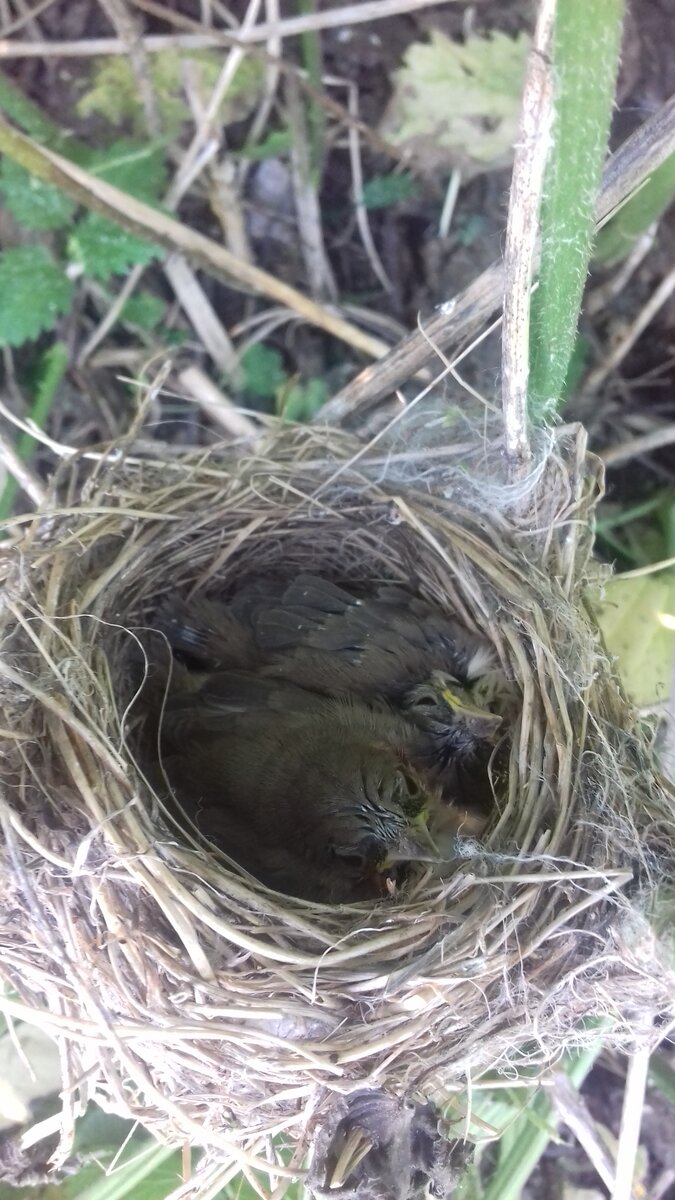 Гнездо с птенцами