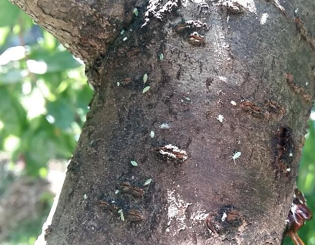 Зеленая тля на стволе сливы. Фото автора