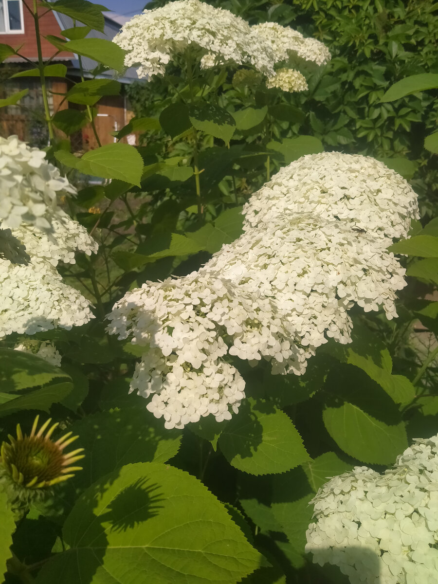 Шапки гортензии...