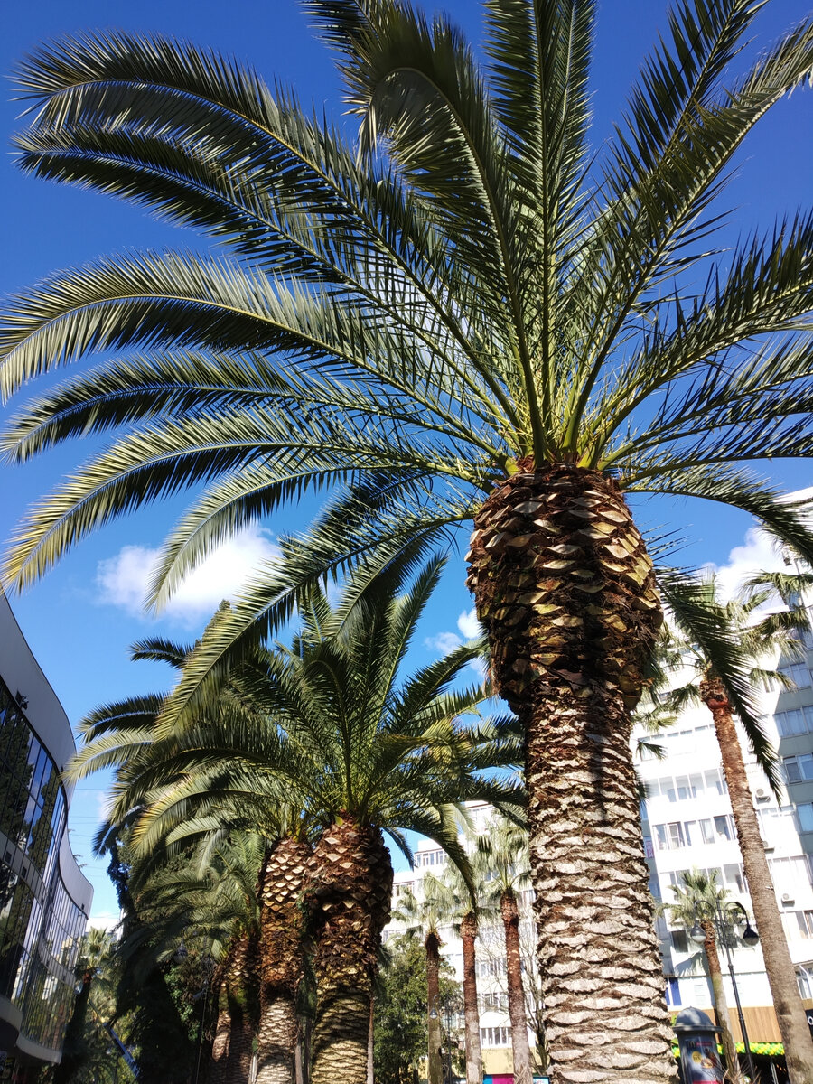 Пальмы в Сочи