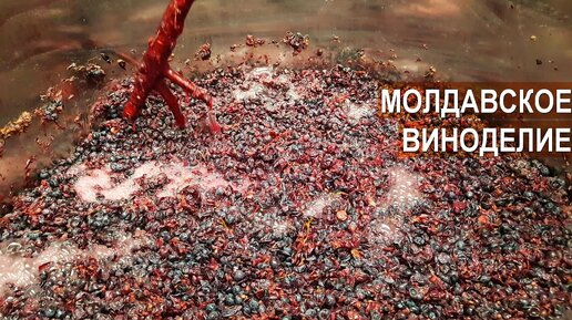 Молдавское Виноделие. Питомник Vitis-Cojusna.