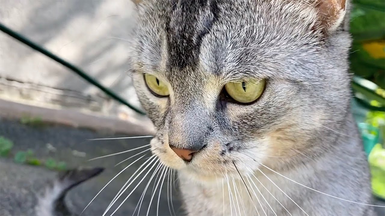 зверомама. зверо пап. зверо пап. зверо пап. зверомама и зверопапа.