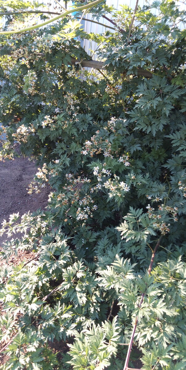 Цветёт  ежевика.  Лето  2021 года.