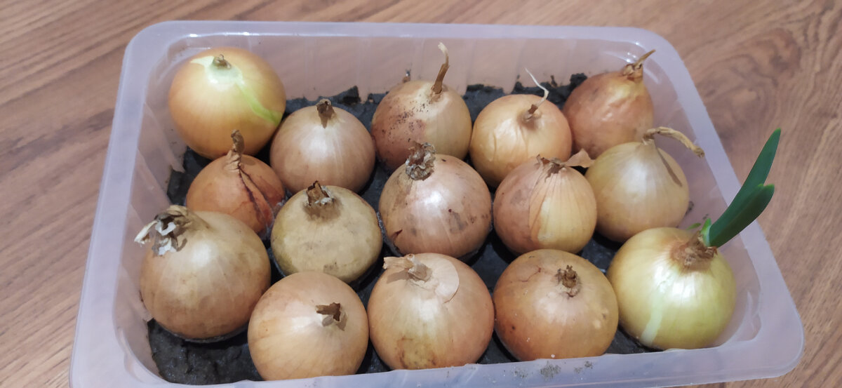 Лук на зелень