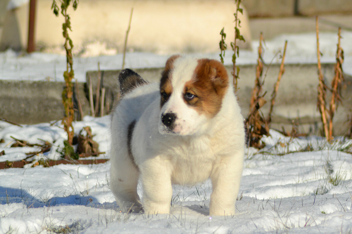 наш выпускник Улуг Хан (Бычок)