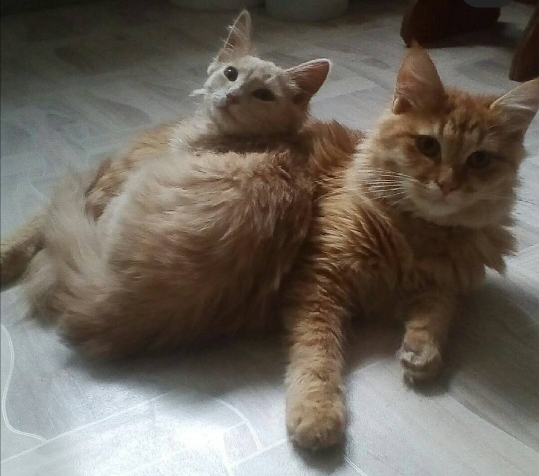 Компот и Коржик. 