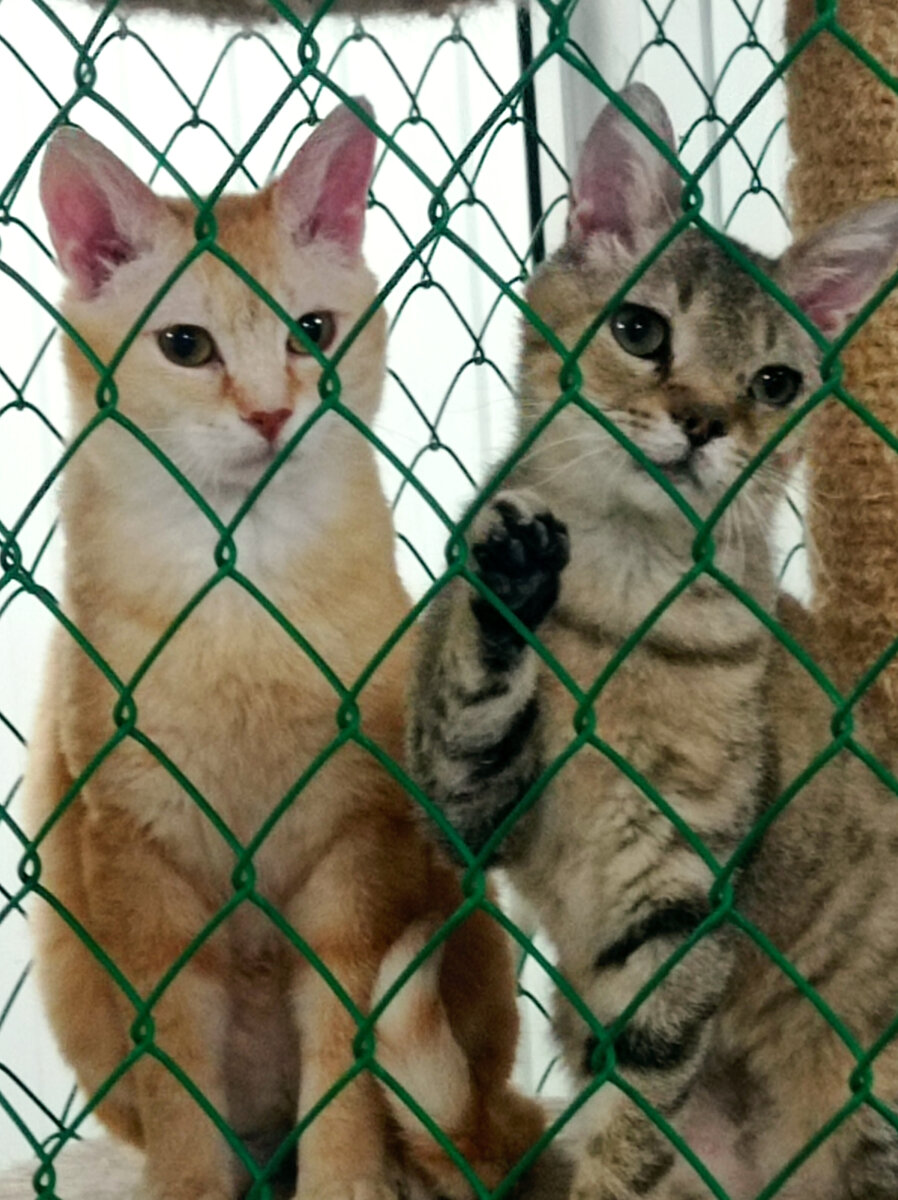 Кузя и Максимка