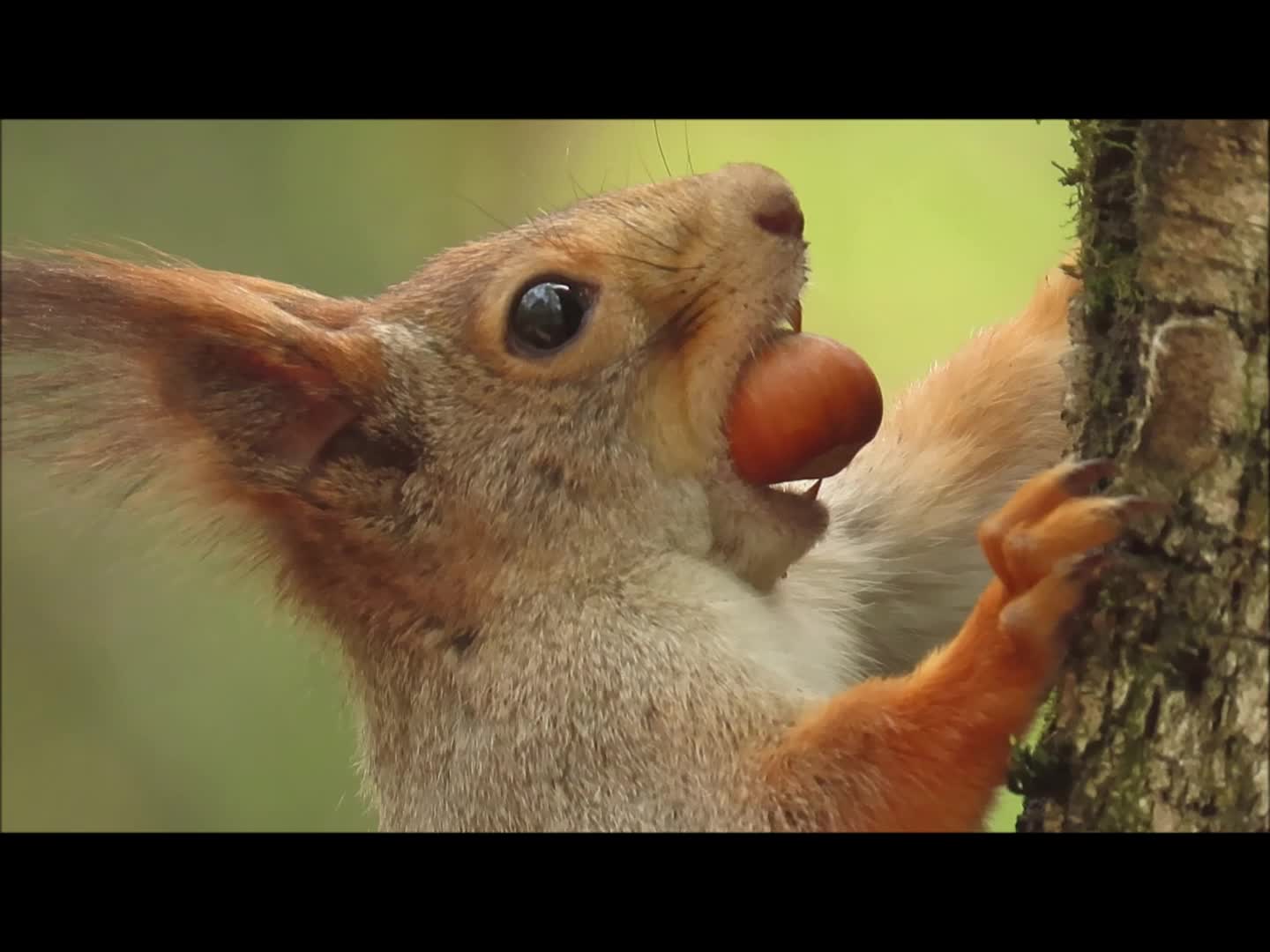 Видео застывшей белки: загадки и сенсации