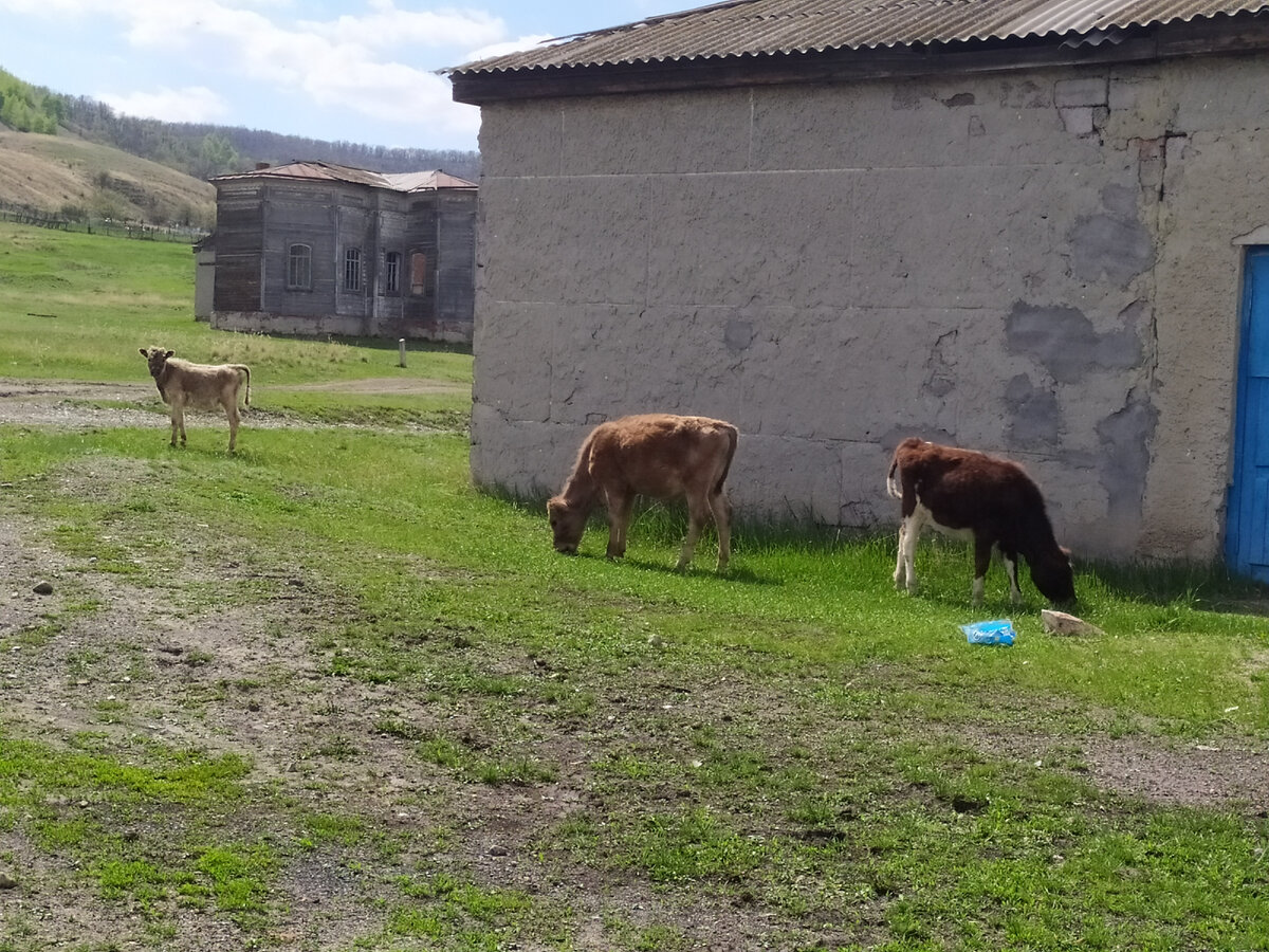 На фоне полуобвалившихся домов мирно пасется домашний скот