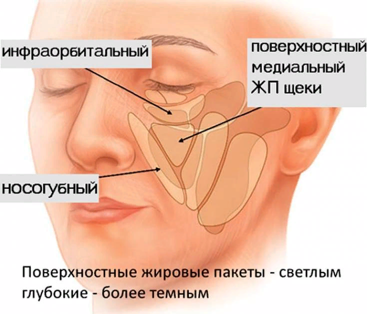 Жировая ткань лица. Подкожно жировые пакеты лица. Жировые пакеты на лице анатомия. Жировые пакеты лица для косметологов анатомия. Поверхностные и глубокие жировые пакеты лица.