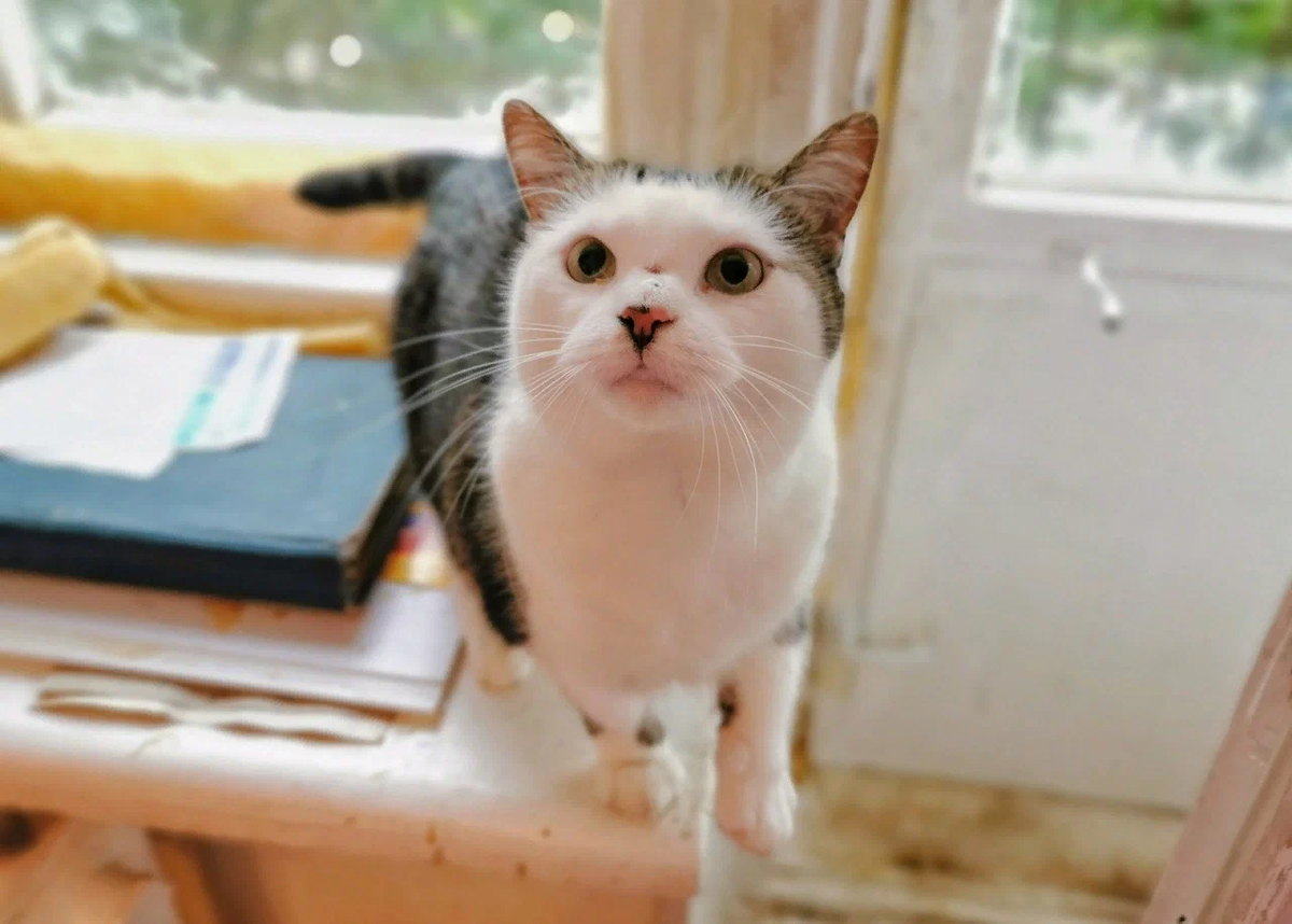 © ВСЕ ОТТЕНКИ КОШАЧЬЕГО. Кошка Есения ищет дом! 