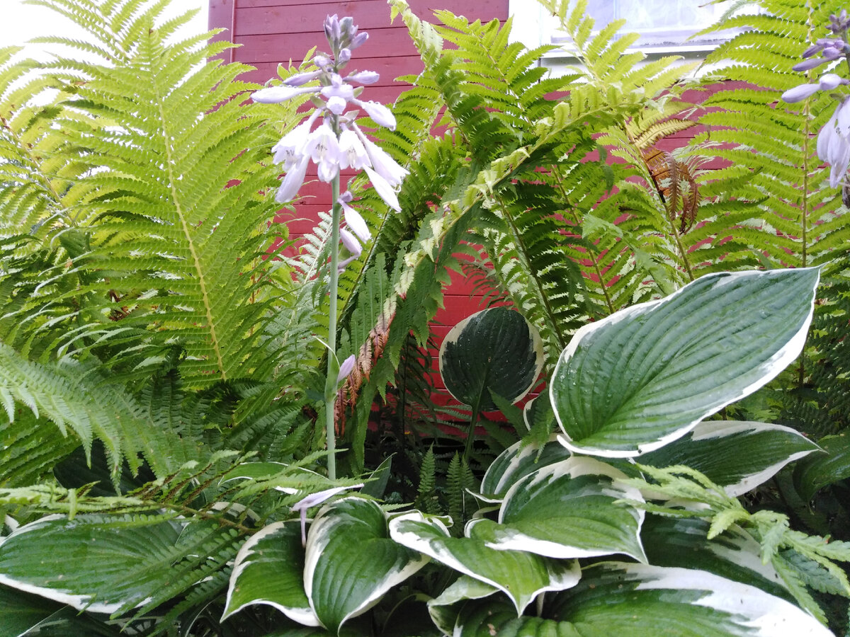Вайи папоротников уже буреют - август! - но листья хост по-прежнему сочны и зелены