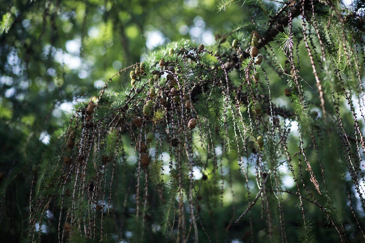 «Основная» ветвь лиственницы, несущая на себе побеги с почками, женскими шишками и специализированными укороченными побегами, на которых и располагаются хвоинки. Фото: Надежда Панова.