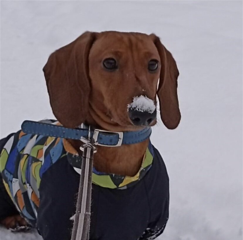 Итак, в этой статье я расскажу вам как наш любимый хвостик получает всё, чего хочет.
Наш любимый Ричи появился у нас около года назад. До того как взять собаку мы всей семьей обговаривали детали его проживания, питания, сна и прогулок. После долгого обсуждения мы пришли к тому, что спать он будет в комнате с хозяйкой( моей дочкой) на своей лежанке, питаться хорошим кормом и гулять 3 раза в день. Мужа, двух дочек и сына это устроило, и мы вместе поехали в питомник «Лисьего носа», где познакомились с чудесной заводчицей Мариной Гордеевной. У нее мы забрали маленького щеночка, который сразу показался нам веселым. Видно, что в питомнике к собакам относятся как к маленьким детям, окружают их любовью и заботой. В первую ночь наш малыш не мог уснуть, несмотря на удобную лежанку, одеяло, миску с водой и едой и игрушки, он все равно переодически поскуливал.  Всю ночь мне пришлось гладить его по голове, успокаивать и накрывать одеялком. Во вторую ночь, как нам показалось все должно было пройти спокойнее, так как за день собака уже успела привыкнуть к нам. Перед сном Ричи сам лег на свое место и закрыл глаза. Я немного последила за ним, а затем сама уснула. Утром я была очень удивлена, ведь Ричик проснулся можно сказать в обнимку со мной, под теплым одеялом. Так как до покупки собаки мы обговаривали, что собака спит не в кровати, меня эта ситуация не устроила. Но несмотря на мои недовольства все последующие ночи Ричи очень тихо пробирался в нашу кровать, только уже на теплую подушку. В скором времени с этим пришлось смириться и теперь наш любимый малыш спит с нами каждую ночь.
Про прогулки нашего любимца. Первые 2 недели наш Ричик сидел дома, так как совсем недавно ему делали прививки. Первая наша прогулка прошла прекрасно, Ричи не боялся знакомиться с людьми и другими собаками, и оказался очень социальным. Мы действительно очень обрадовались такому исходу событий. 
Про питание. С этой темой все оказалось сложнее, чем мы предполагали. Наш щенок был очень привередливым, так еще и с аллергией на курицу. Он просто отказывался есть многие корма, и мог просидеть голодным достаточно долго. Конечно, нас это не устраивало, поэтому мы постоянно переводили его с одного корма на другой. Если корм ему не нравился, он готов был спрятаться под кровать или в шкаф, лишь бы его не заставляли кушать. В итоге совсем недавно мы открыли для себя новый способ кормления нашей собаки. Мы выбрали корм «Грандорф» и начали мешать его с паштетом этой же фирмы. Все корма этой фирмы не содержат курицы, поэтому этот способ кормления нам идеально подошел. 
В заключение хочу сказать, что брать собаку-большая ответственность, ведь ему как и любому ребенку нужно уделять внимание, воспитывать и учить чему то новому. Но я уверена, что если постараться, вы обязательно справитесь с этой нелегкой задачей!