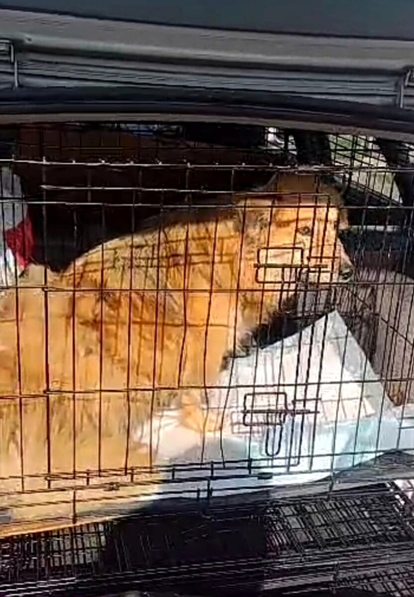 Вывоз из отлова