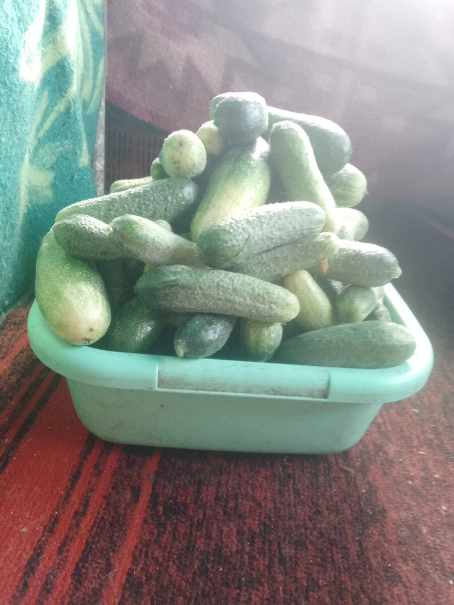 Огуречный урожай- первый массовый сбор