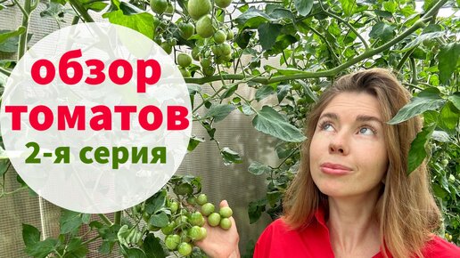 СТОИТ ЛИ ВЫРАЩИВАТЬ ГИБРИДЫ ТОМАТОВ? Обзор гибридов от Партнер