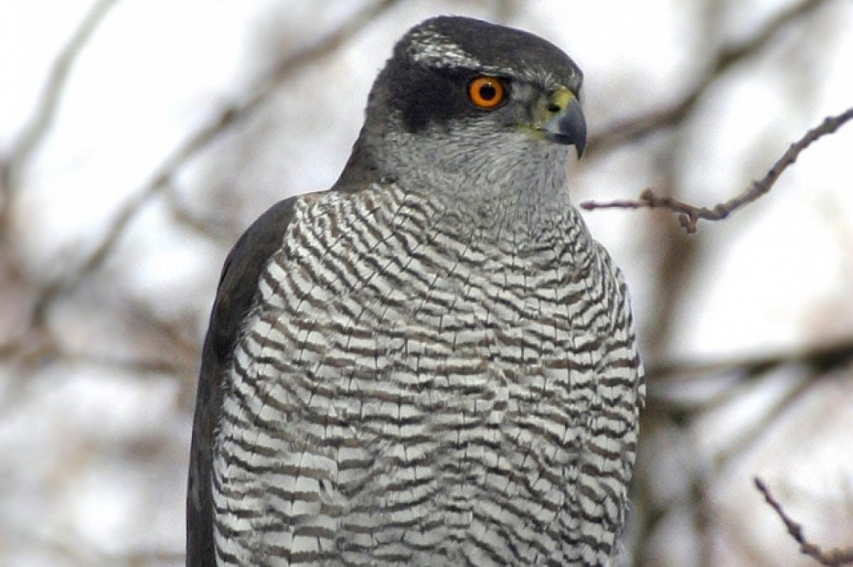    Через Сочи в Абхазию в отсеке для запаски пытались вывезти редких ястребов