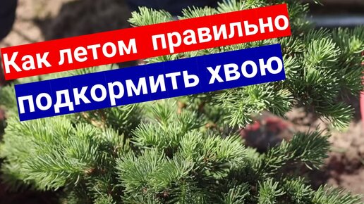 Летняя подкормка для хвойных культур, как правильно вносить удобрения #хвойные