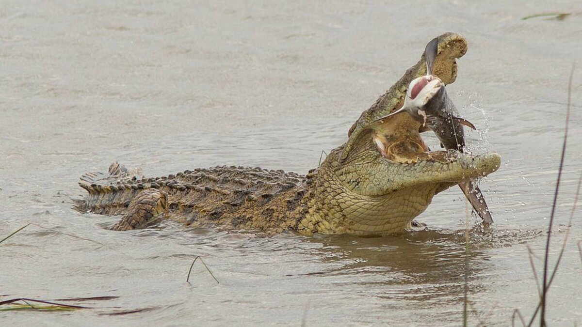 Почему крокодил не может высунуть язык? | Почемучкин | Дзен