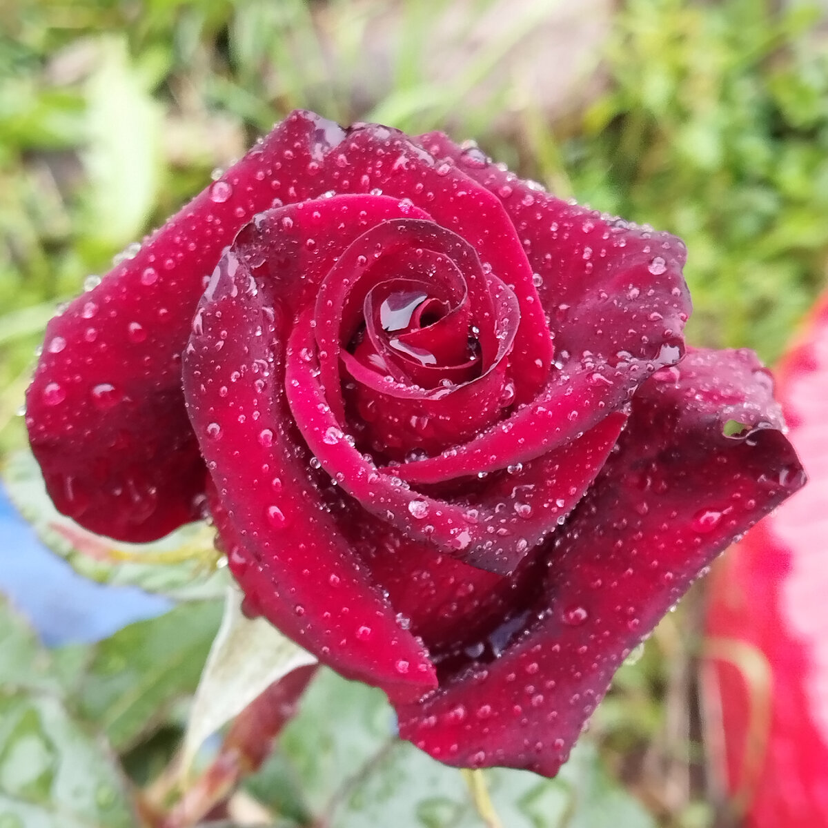 Необычайно красивые розы