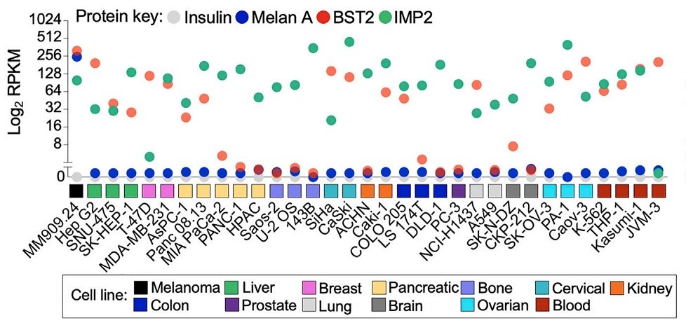     Экспрессия BST2 и IMP2 широко представлена в опухолевых тканях Garry Dolton et al / Cell, 2023