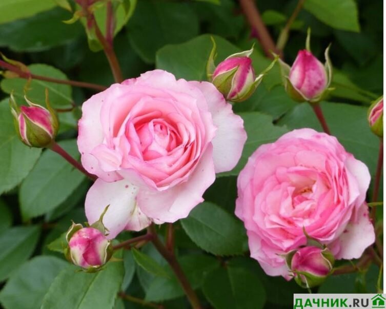 Розы Спрей - 17 лучших сортов с описанием и фото | Наша флора