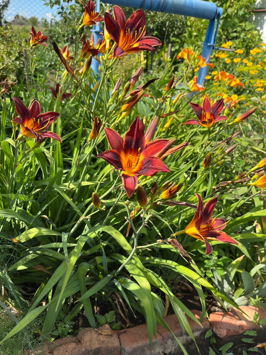 Мои лилейники