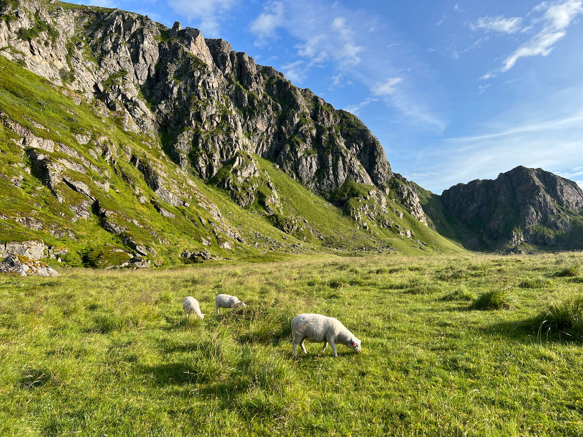 Хайкинг на Matind на острове Аннёй. Овечки на пляже Hoyvika. Фото автора
